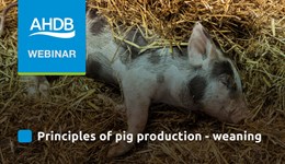 Principles of pig production - weaning
